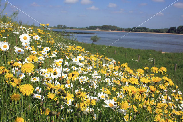 Gewone margriet (Leucanthemum vulgare)