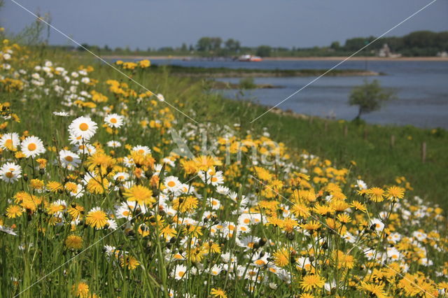 Ox-eye Daisy (Leucanthemum vulgare)