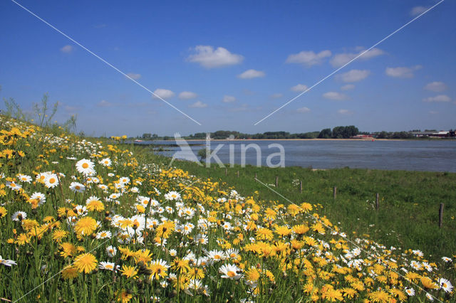 Ox-eye Daisy (Leucanthemum vulgare)