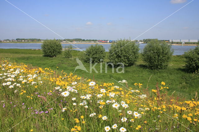 Gewone margriet (Leucanthemum vulgare)