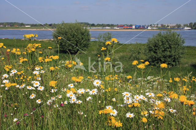 Gewone margriet (Leucanthemum vulgare)