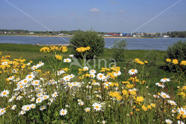 Ox-eye Daisy (Leucanthemum vulgare)