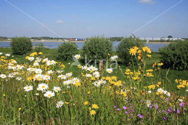 Ox-eye Daisy (Leucanthemum vulgare)