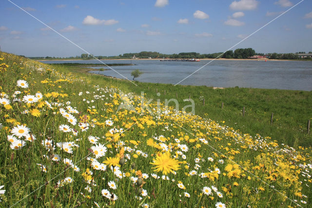 Ox-eye Daisy (Leucanthemum vulgare)