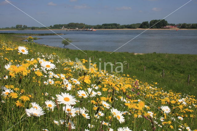 Ox-eye Daisy (Leucanthemum vulgare)