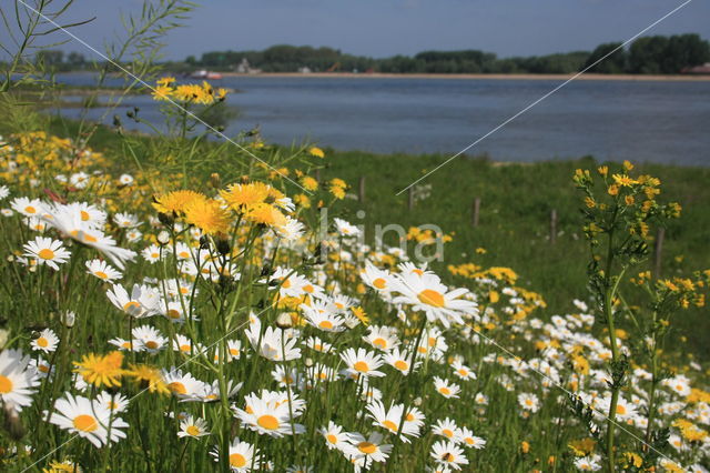 Ox-eye Daisy (Leucanthemum vulgare)