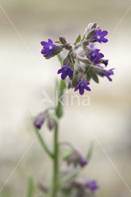 Gewone ossentong (Anchusa officinalis)