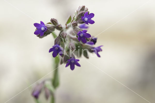 Alkanet (Anchusa officinalis)