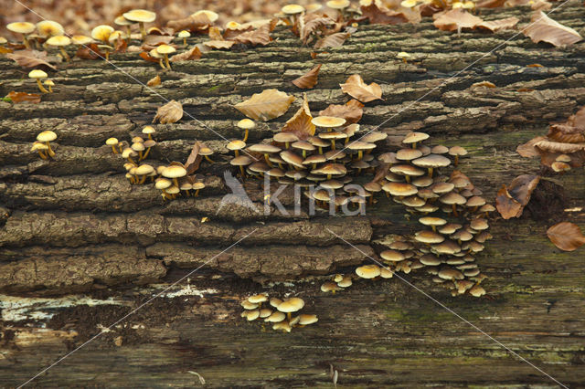 Sulphur Tuft (Hypholoma fasciculare var. fascicularis)