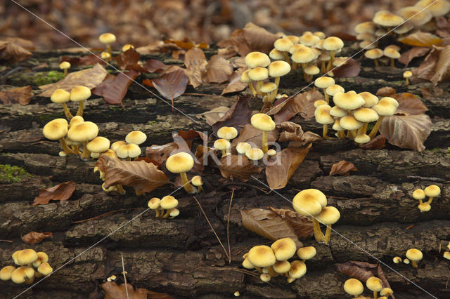 Sulphur tuft (Hypholoma fasciculare)