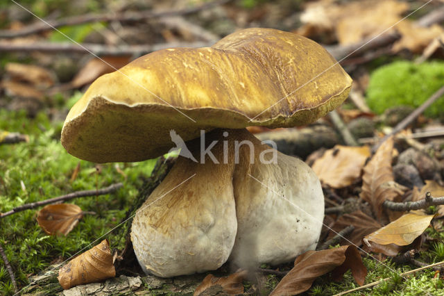 King Bolete (Boletus edulis)