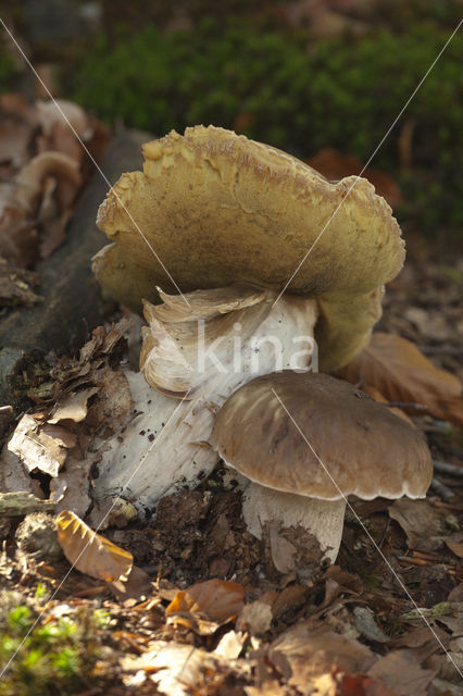 King Bolete (Boletus edulis)