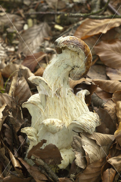 Gewoon eekhoorntjesbrood (Boletus edulis)