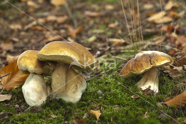 Gewoon eekhoorntjesbrood (Boletus edulis)