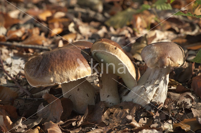 Gewoon eekhoorntjesbrood (Boletus edulis)