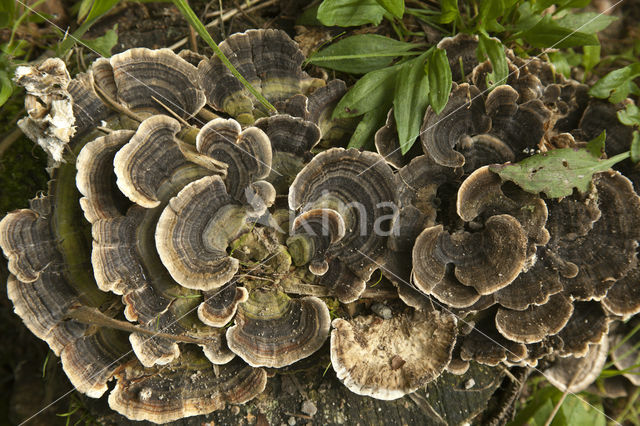 Gewoon elfenbankje (Trametes versicolor)