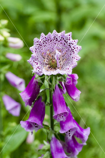 Gewoon vingerhoedskruid (Digitalis purpurea)