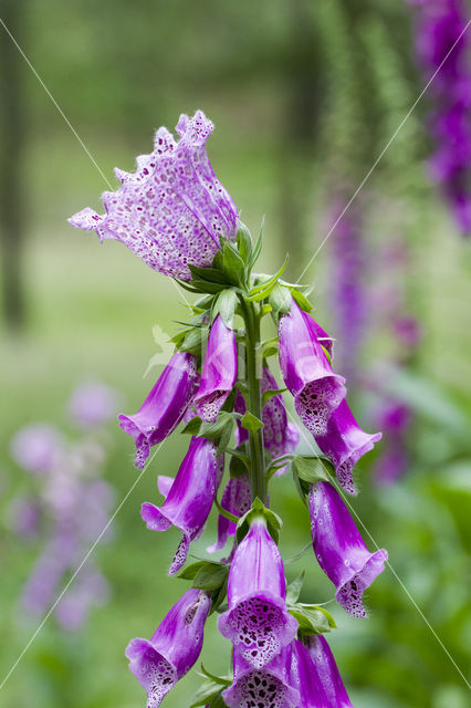 Gewoon vingerhoedskruid (Digitalis purpurea)