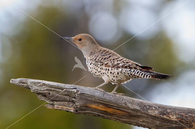 Northern flicker (Colaptes auratus)