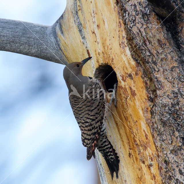 Northern flicker (Colaptes auratus)