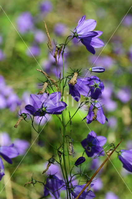 Grasklokje (Campanula rotundifolia)