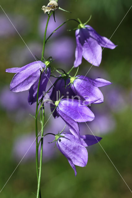 Grasklokje (Campanula rotundifolia)