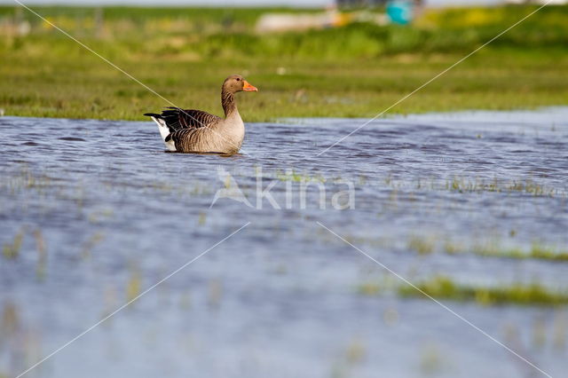 Grauwe Gans (Anser anser)