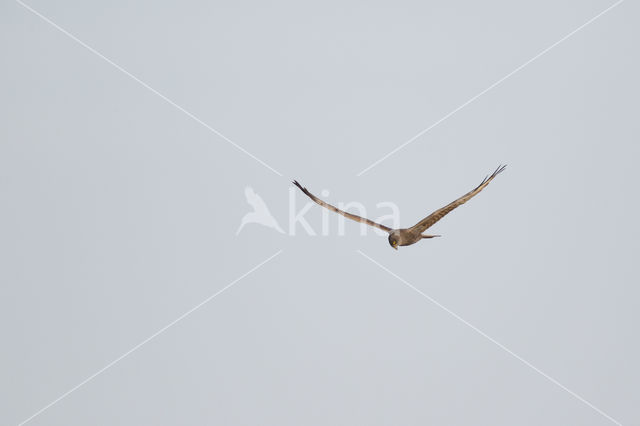 Montagu's Harrier (Circus pygargus)