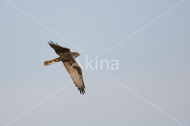 Montagu's Harrier (Circus pygargus)