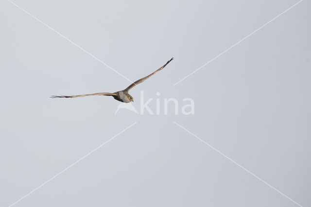 Montagu's Harrier (Circus pygargus)