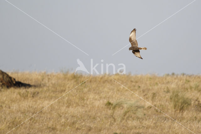 Montagu's Harrier (Circus pygargus)