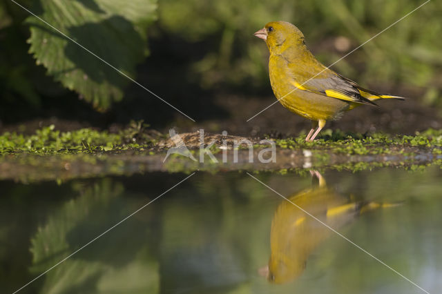 Groenling (Carduelis chloris)