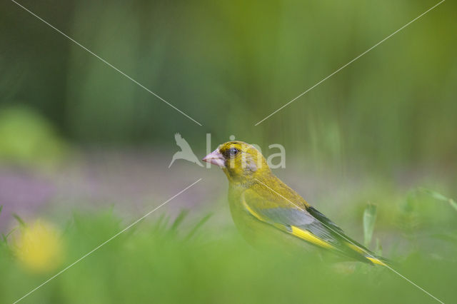 Groenling (Carduelis chloris)