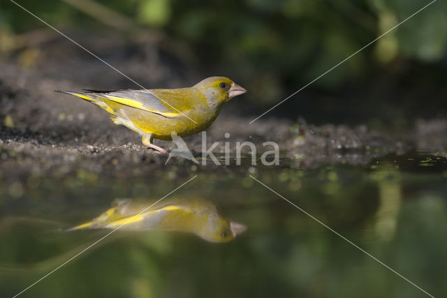 European Greenfinch (Carduelis chloris)