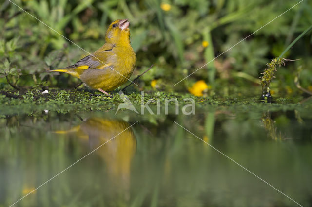 Groenling (Carduelis chloris)