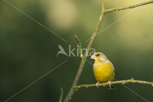 Groenling (Carduelis chloris)