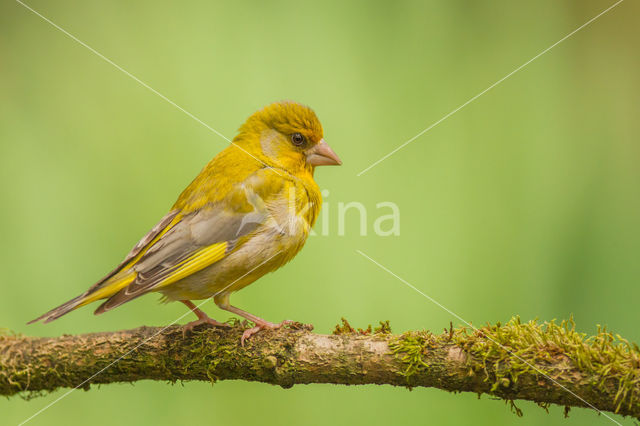 Groenling (Carduelis chloris)