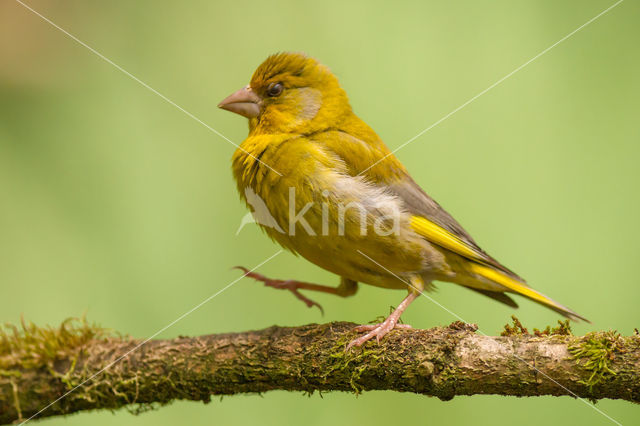 Groenling (Carduelis chloris)