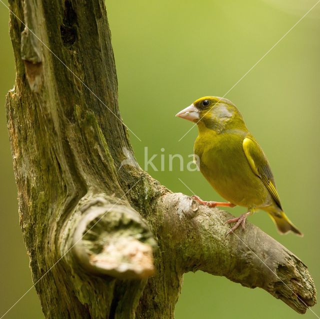 Groenling (Carduelis chloris)