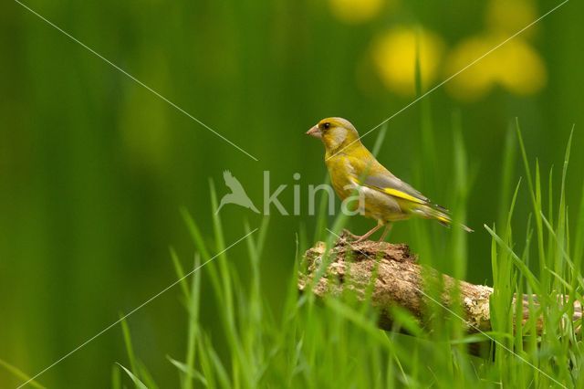 Groenling (Carduelis chloris)