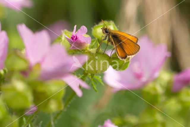 Groot dikkopje (Ochlodes faunus)