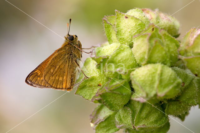 Groot dikkopje (Ochlodes faunus)