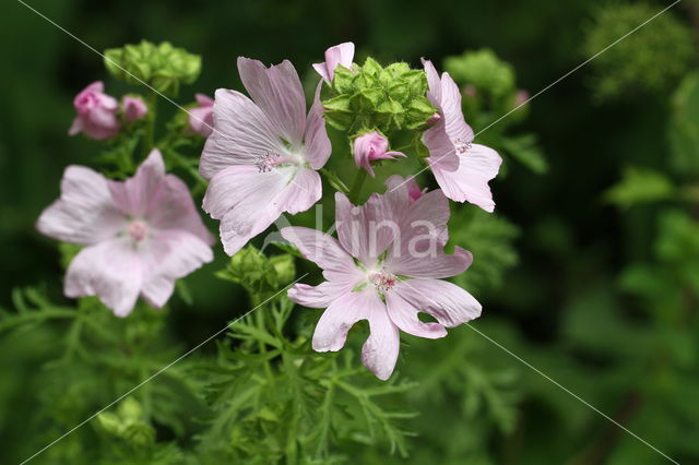 Common Mallow (Malva sylvestris)