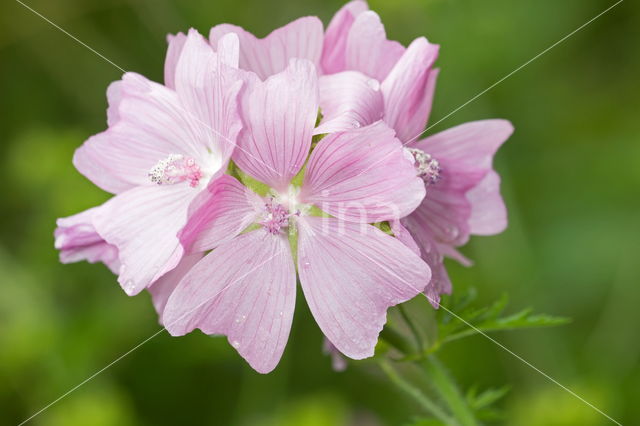 Groot kaasjeskruid (Malva sylvestris)