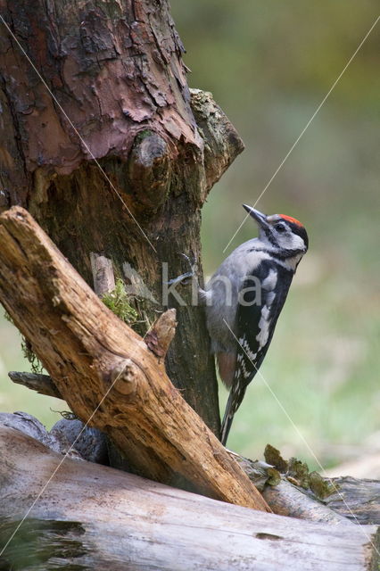 Grote Bonte Specht (Dendrocopos major)