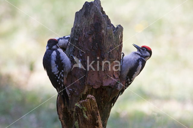 Great Spotted Woodpecker (Dendrocopos major)