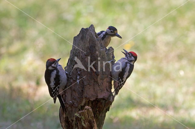 Grote Bonte Specht (Dendrocopos major)