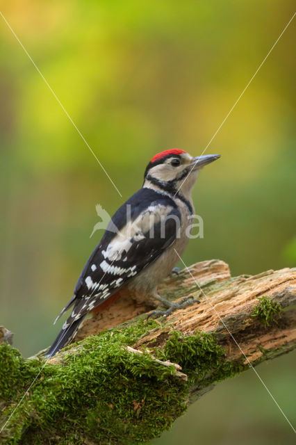 Grote Bonte Specht (Dendrocopos major)