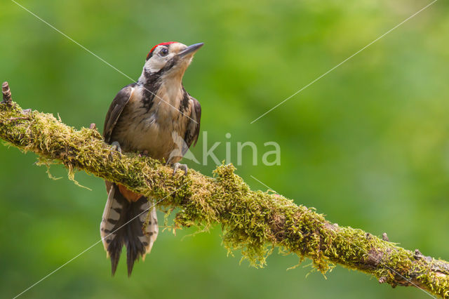 Great Spotted Woodpecker (Dendrocopos major)