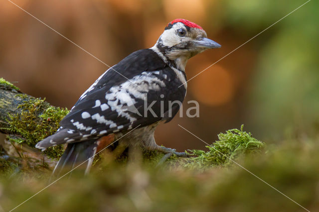 Great Spotted Woodpecker (Dendrocopos major)